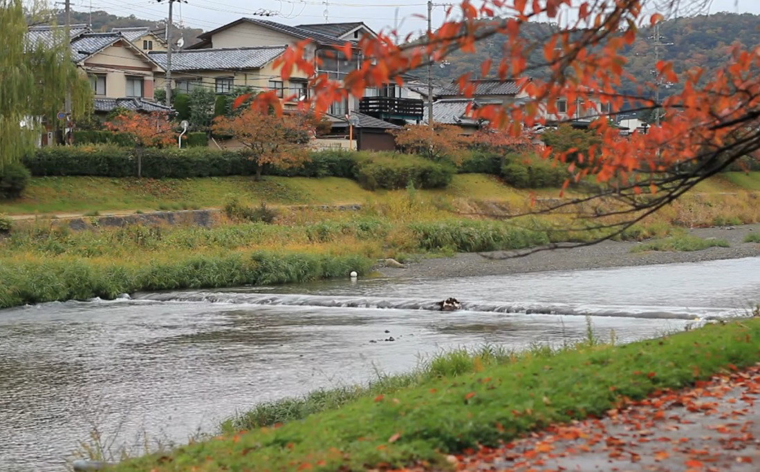كيوتو: وجهة الخريف الساحرة تحت ألوان الطبيعة الخلابة
