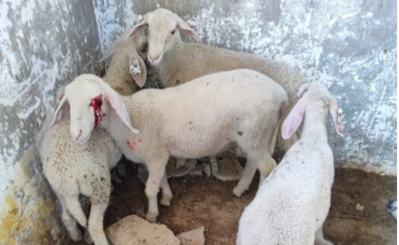 المستوطنين ألقوا قنبلتي غاز مسيل للدموع داخل منزله،