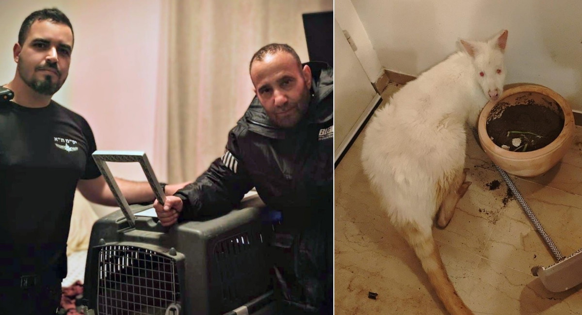 في حادثة غريبة: العثور على كنغر مسروق من حديقة حيوانات في بيسان داخل شقة سكنية في تل أبيب!