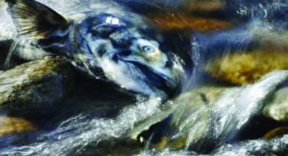 انتياسة مجهولة