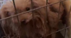 الشرطة: انقاذ 15 كلباً احتُجزوا بظروف قاسية في جديدة المكر