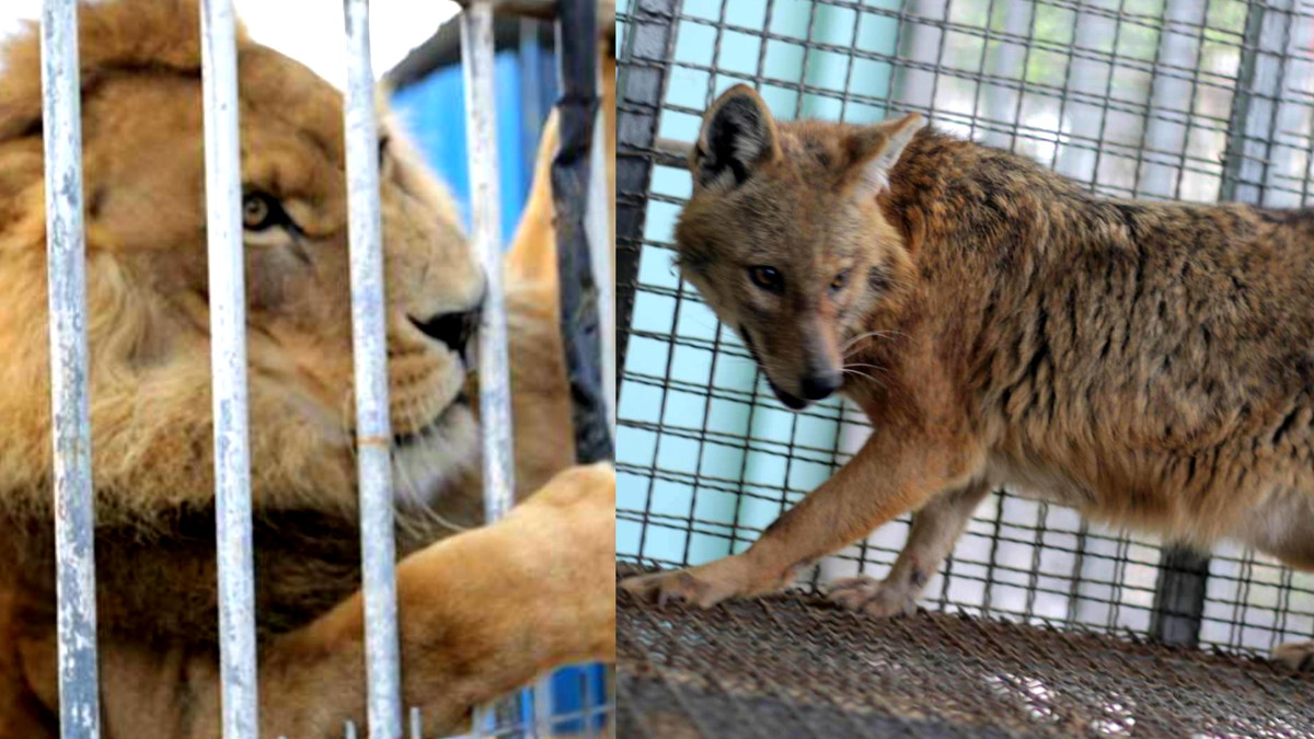 من يعتني بالحيوانات البرية الجريحة أثناء الحرب؟