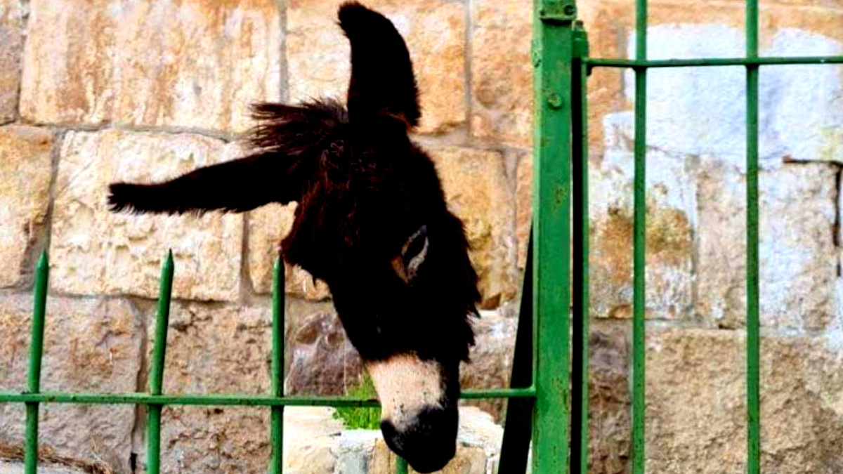 متطرف يقتحم مقبرة باب الرحمة في القدس ويعلق رأس حمار على أحد القبور والشرطة تعتقله