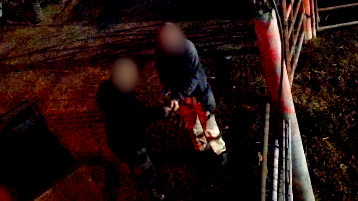 اتهام 3 مواطنين من أم الفحم بسرقة أبقار بقيمة مئات الآف الشواقل وتهريبها إلى الضفة