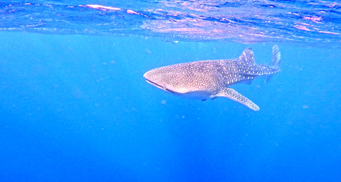 أكبر الأسماك في العالم.. رصد سمكة القرش الحوتي بطول 9 أمتار في خليج إيلات