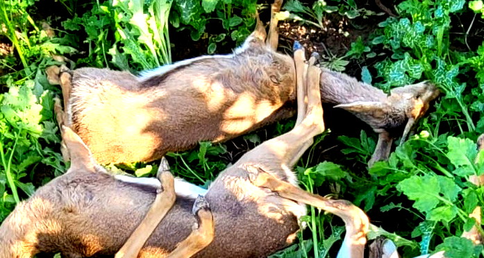 الجنوب: العثور على 7 غزلان نافقة فى منطقه غلاف غزة