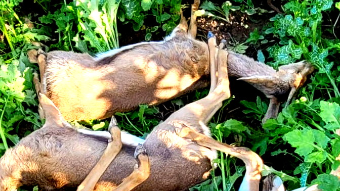 الجنوب: العثور على 7 غزلان نافقة فى منطقه غلاف غزة