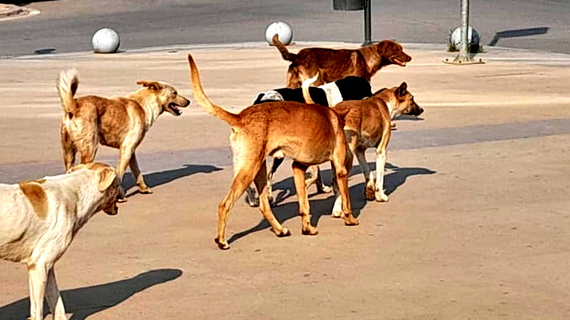 العثور على كلب مصاب بداء الكلب في مدينة المغار