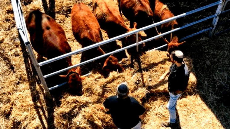 انتهاكٌ خطيرٌ ودعواتٌ للتصدّي.. جماعات الهيكل تتقدّم بطلبٍ رسميٍ لذبح البقراتِ الحمراء بالأقصى