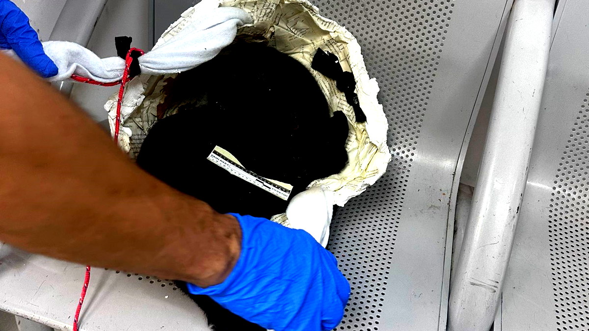 القدس: القبض على مشتبهين إثنين عند مدخل البلدة القديمة  بعد أن قامت شابة بإخفاء ماعز تحت ملابسها