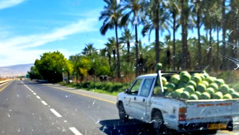 اعتقال مشتبه من الناصرة بسرقة طن من البطيخ بقيمة 6000 شاقل