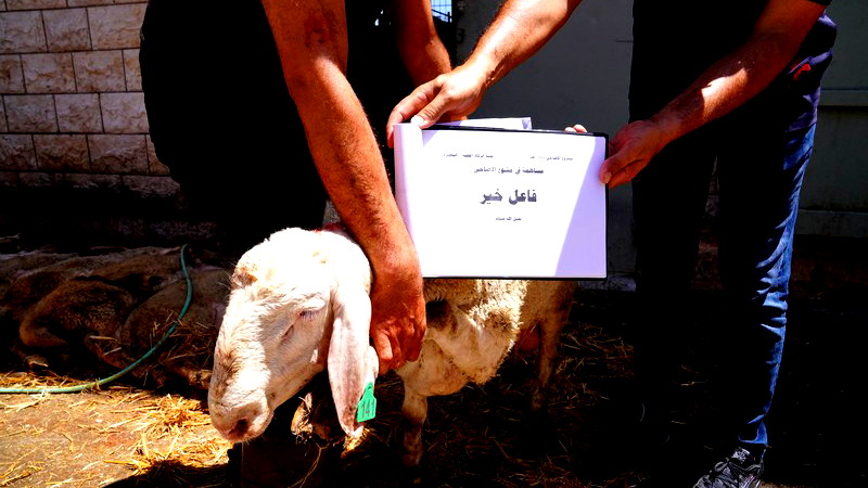 للسنة الـ 23 على التوالي: زكاة الناصرة تنجز مشروع الأضاحي وتوزع أكثر من 12 طنا من اللحوم على نحو 1350 أسرة متعففة