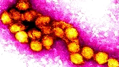 تضاعف عدد مرضى حمى غرب النيل وقفزة في عدد الوفيات..