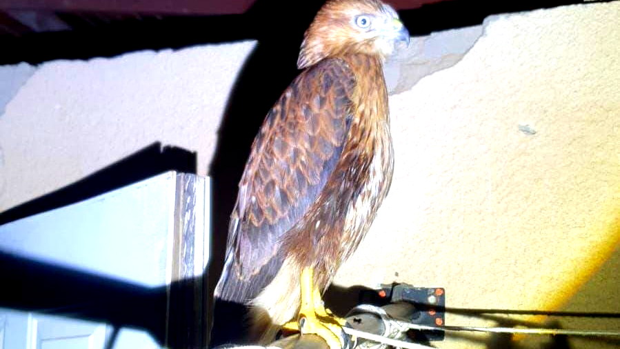 الناصرة: العثور على طائر جارح من نوع العقاب بشكل مخالف للقانون