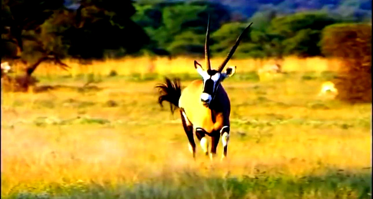 على الرغم من التحديات الاقتصادية- السّياحة في أفريقيا مغامرة مميّزة وفريدة من نوعها 