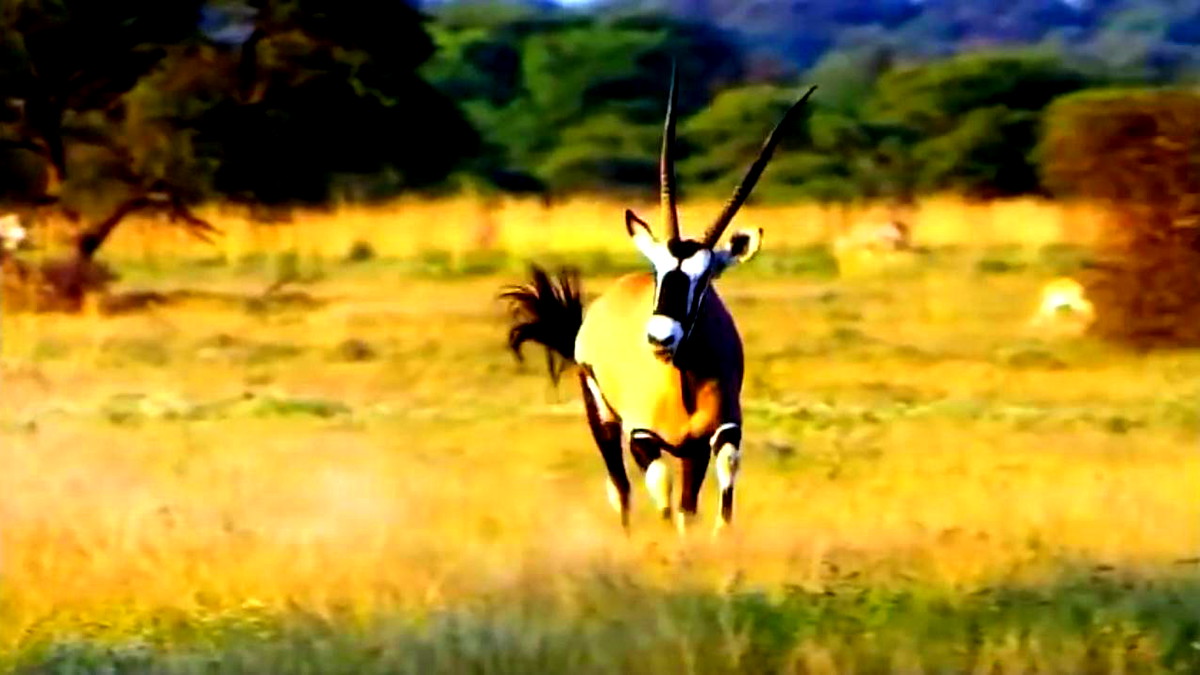 على الرغم من التحديات الاقتصادية- السّياحة في أفريقيا مغامرة مميّزة وفريدة من نوعها