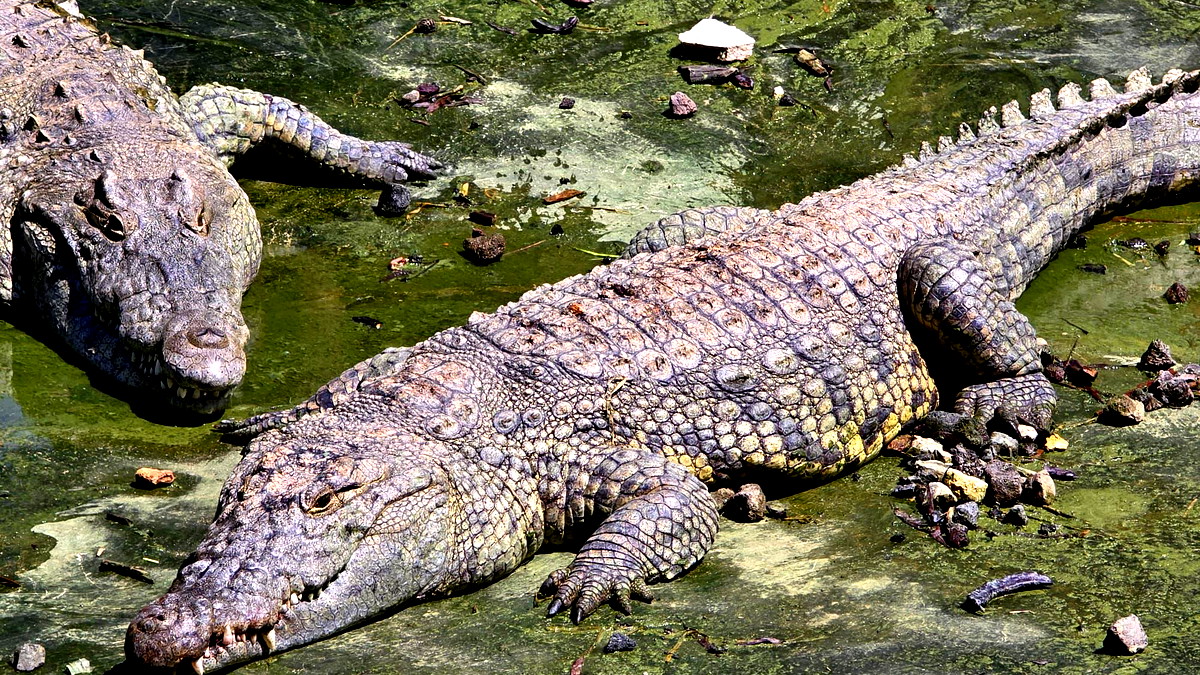 القدس: اصابة خطيرة لعامل في حديقة حيوانات اثر هجوم تمساح