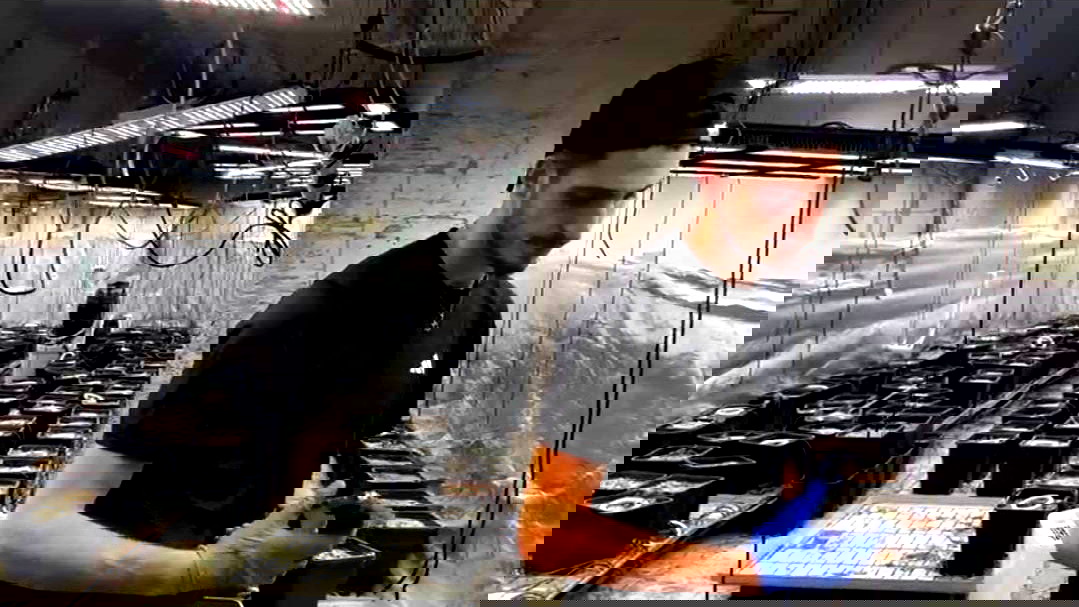 العثور على أكثر من ثمانية كيلوغرامات من مخدر القنب بمنزل في عرعرة النقب... وإعتقال شاب في الثلاثينيات من عمره