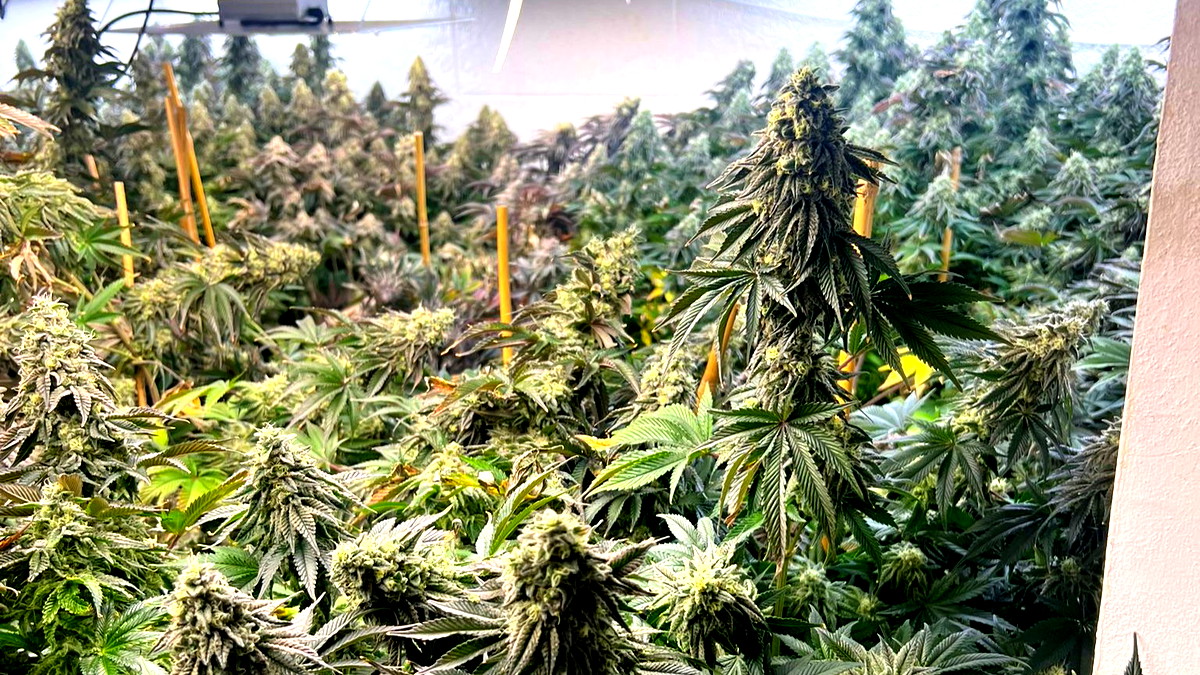 فيديو| تصريح مدع عام ضد شاب بشبهة زراعة مخدرات داخل صالون تجميل في الناصرة