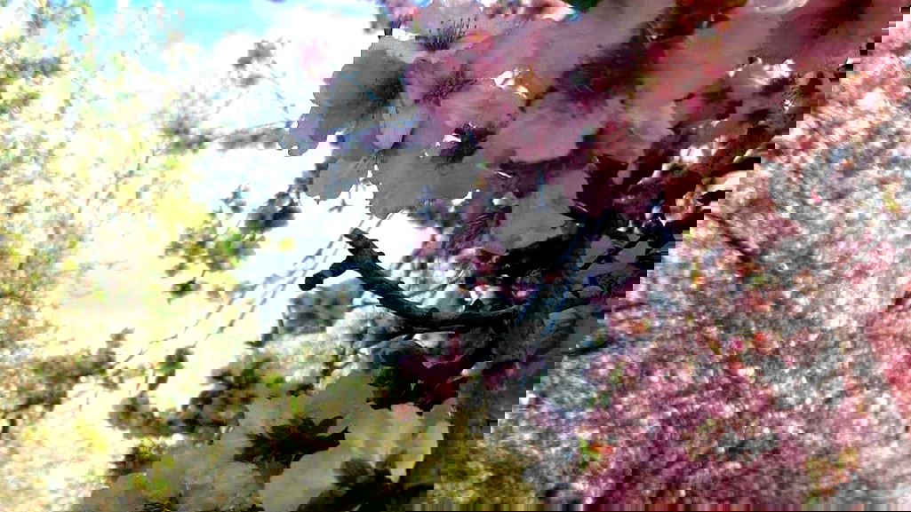 حالة الطقس: يكون الجو غائمًا جزئيًا إلى صافٍ... ويطرأ إنخفاض ملموس على درجات الحرارة 