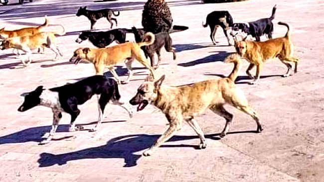 رجل من الشمال بحالة خطيرة بعد اصابته بداء الكلب