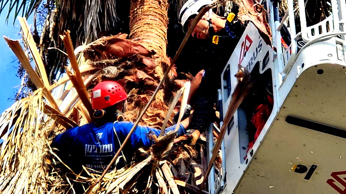 فيديو وصور- حيفا: انقاذ عامل علق على شجرة نخيل- حالته متوسطة