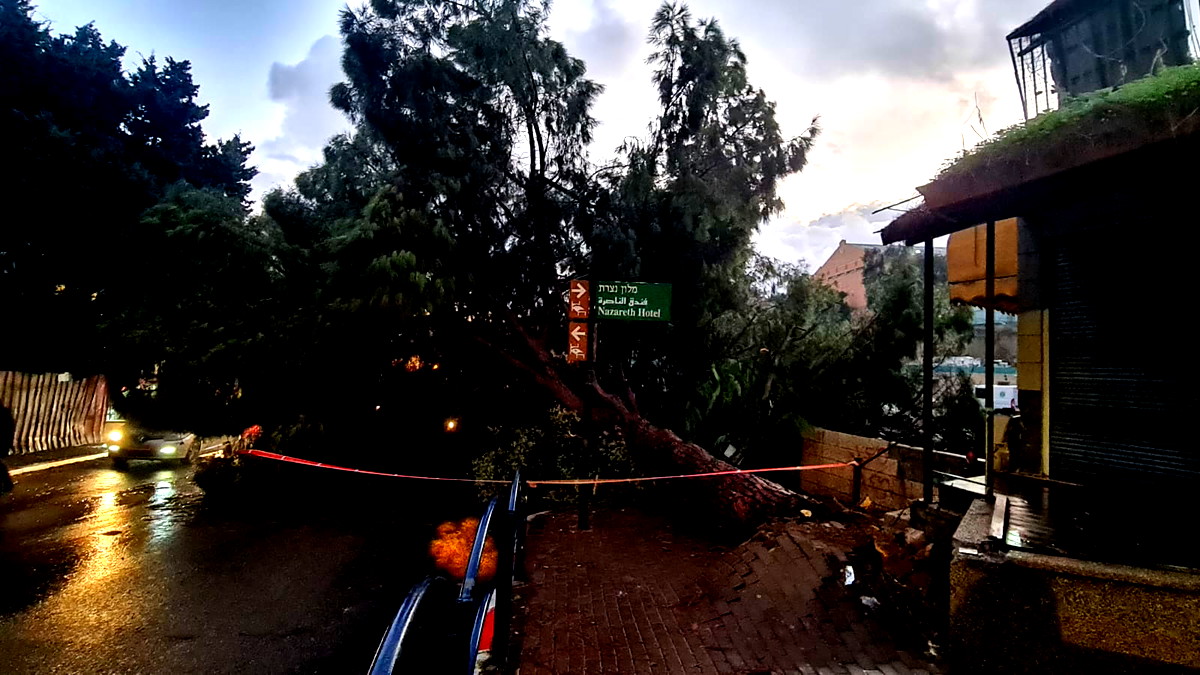 سقوط شجرة ضخمة أمام مدخل مدرسة والبلدية تتحرك لإزالة الخطر