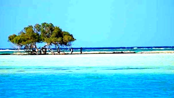 مصر: مصرع سائح وإصابة آخر بهجوم سمكة قرش في مرسى علم على ساحل البحر الأحمر