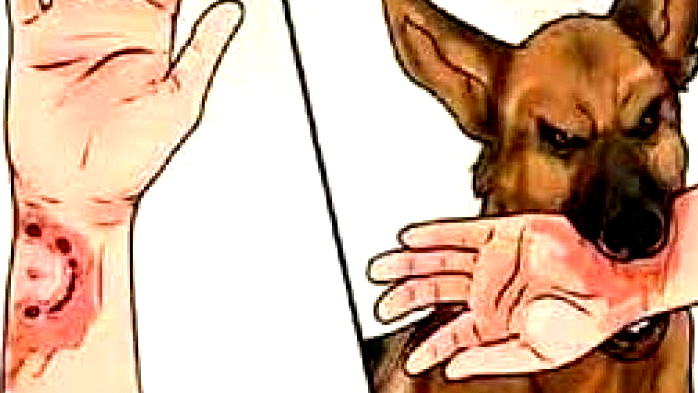 بقرة مصابة بداء الكلب في عرب العرامشة في الجليل الغربي