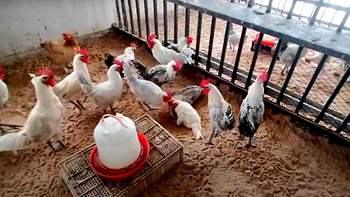 تحذير من إنفلونزا الطيور... هل نحن أمام تهديد جديد؟