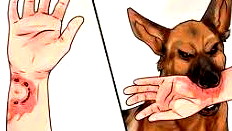 بقرة مصابة بداء الكلب بين فسوطة وايفين ميناحيم في الجليل الغربي