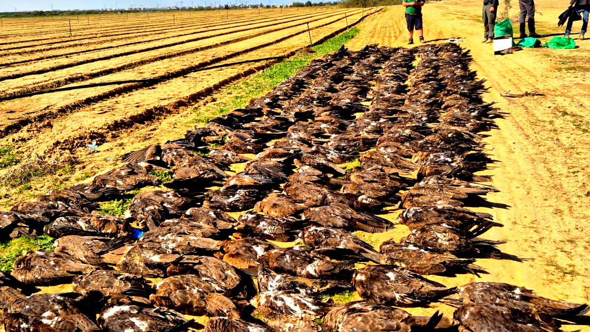 العثور على مئات الطيور النافقة قرب بلدة بتيش بالجنوب في ظروف غامضة- شبهات بتعرضها للتسمم