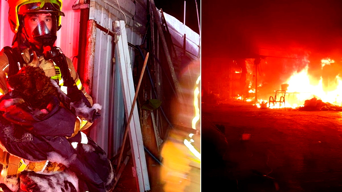 فيديو وصور- إنقاذ كلب من مبنى اندلعت به النيران في مدينة الطيبة