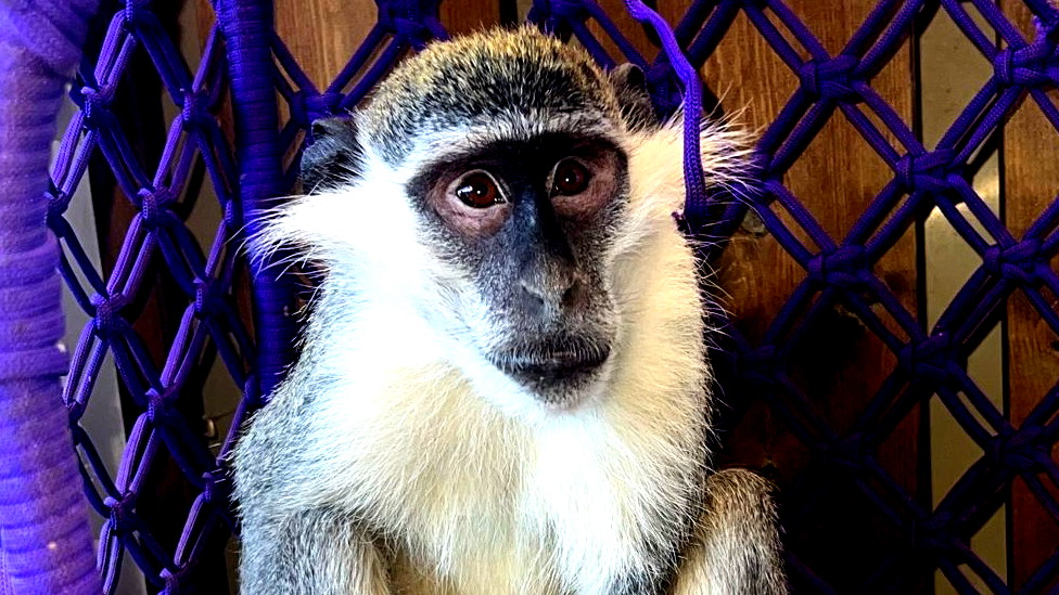 العثور على قرد قرب مزرعة في دبورية وتسليمه للشرطة