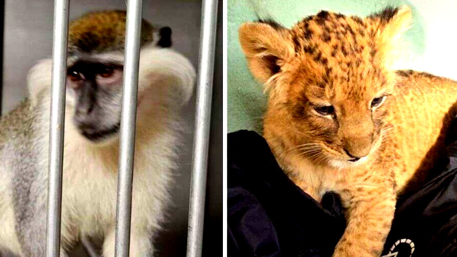 الشرطة: أشبال الأسود والقرود تم تهريبها لإسرائيل عبر طائرات مسيرة من الاردن ومصر