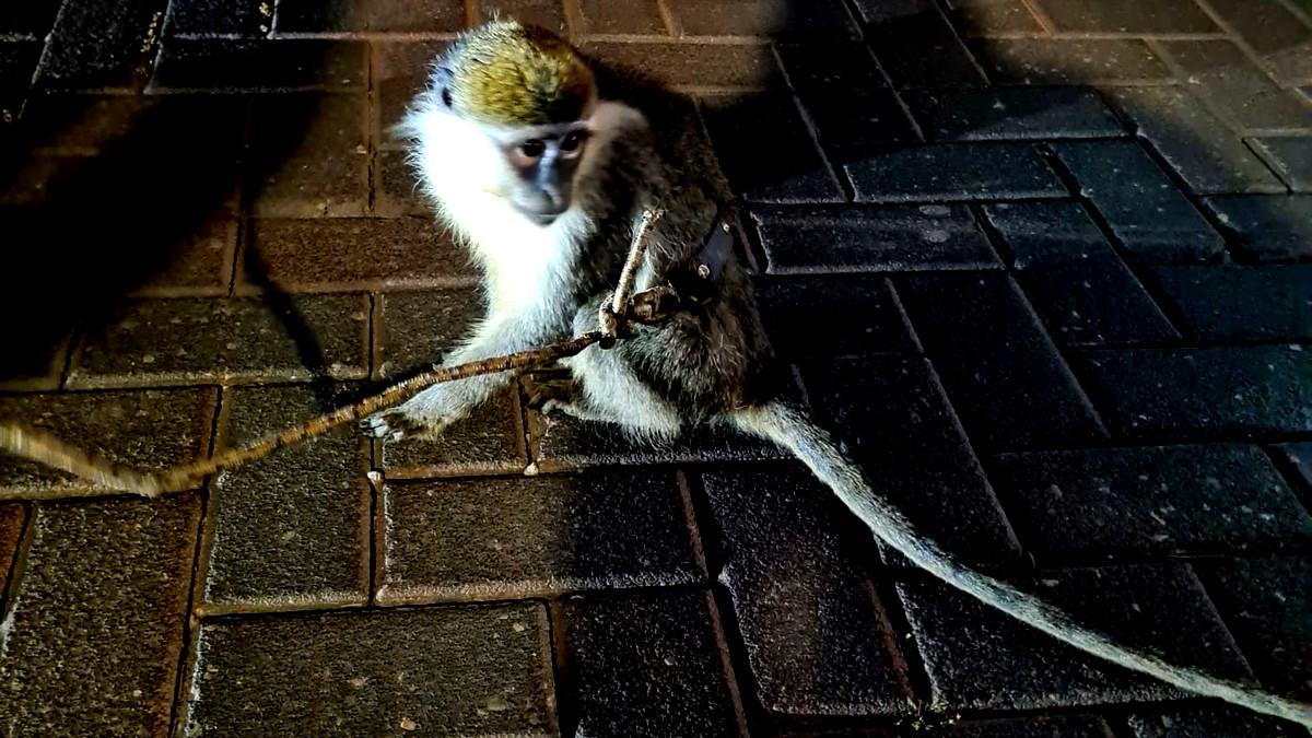 العثور على قرد بمنطقة مفتوحة في "مزكيرت باتيا"