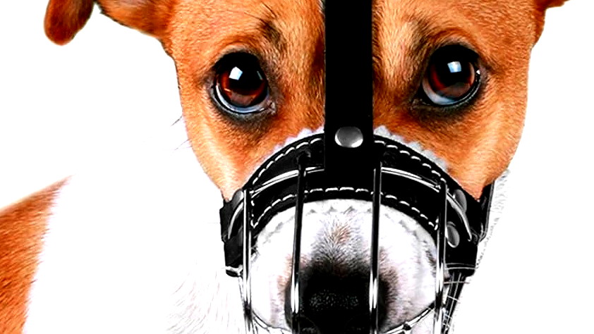 العثور على جرو مصاب بداء الكلب في "إكسال" 