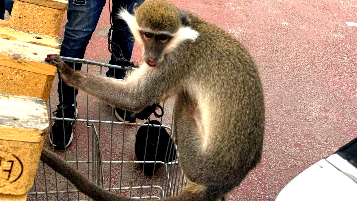 العثور على قرد بمنطقة مفتوحة في النقب