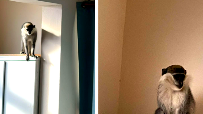 العثور على قرد داخل مدرسة في مدينة الطيبة