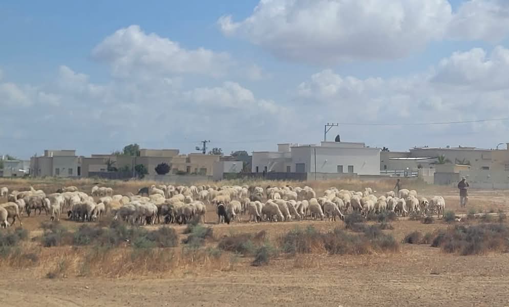 العطاونة: فرض الغرامات على مربي الماشية في النقب هو استمرار لسياسة عنصرية ممنهجة لخنق الناس ومحاربتهم في أرزاقهم