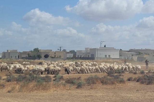 العطاونة: فرض الغرامات على مربي الماشية في النقب هو استمرار لسياسة عنصرية ممنهجة لخنق الناس ومحاربتهم في أرزاقهم