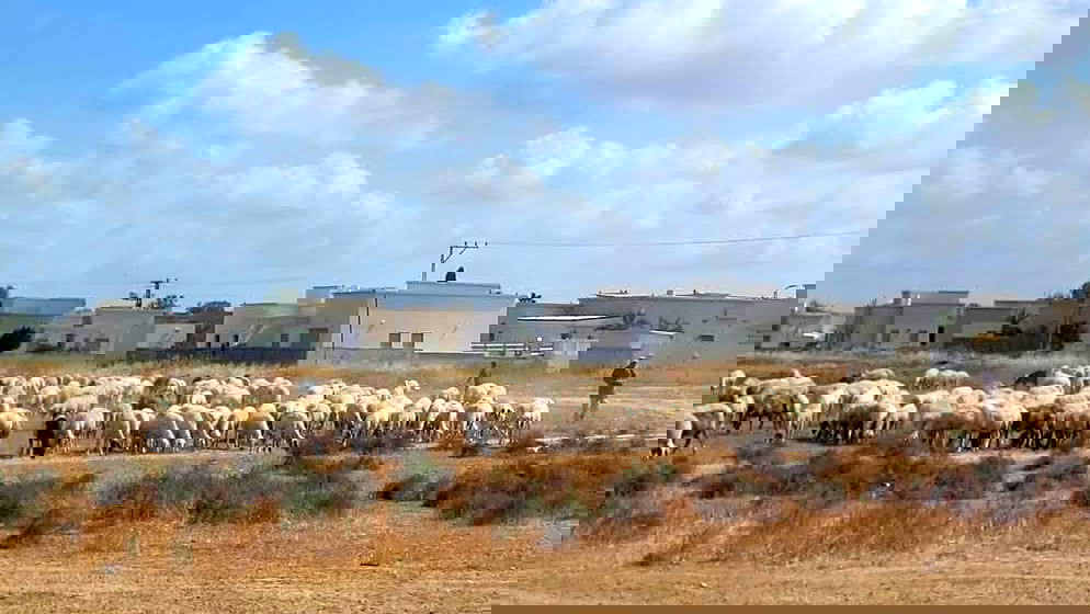 العطاونة: فرض الغرامات على مربي الماشية في النقب هو استمرار لسياسة عنصرية ممنهجة لخنق الناس ومحاربتهم في أرزاقهم