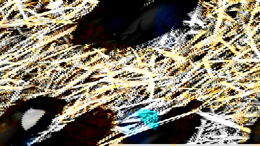 في إطار مكافحة الجريمة: الشرطة تداهم حيًا في اللد وتضبط كوكايين وتعتقل 4 مشتبهين