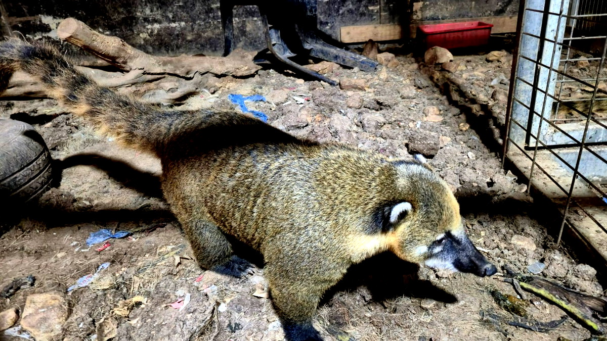 الشرطة:  العثور على حديقة حيوانات خاصة في الناصرة ومصادرة جميع الحيوانات البرية المحظورة