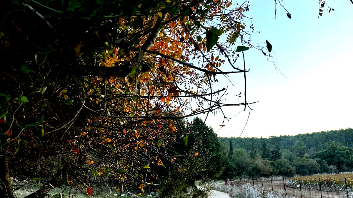 حالة الطقس: موجة حر تضرب البلاد ودرجات الحرارة ترتفع 6 درجات فوق المعدل