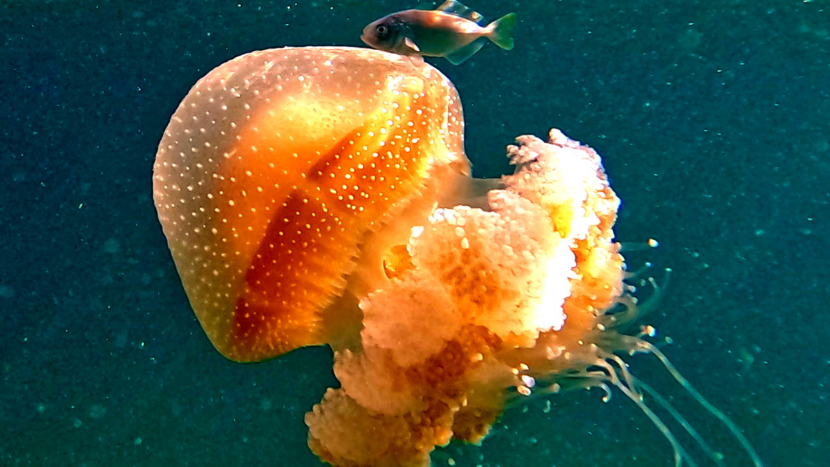 إحذروا - قناديل البحر تجتاح شواطئ البلاد  - ما الذي يجب فعله وما الذي يجب تجنبه في حال الإصابة بحروق؟