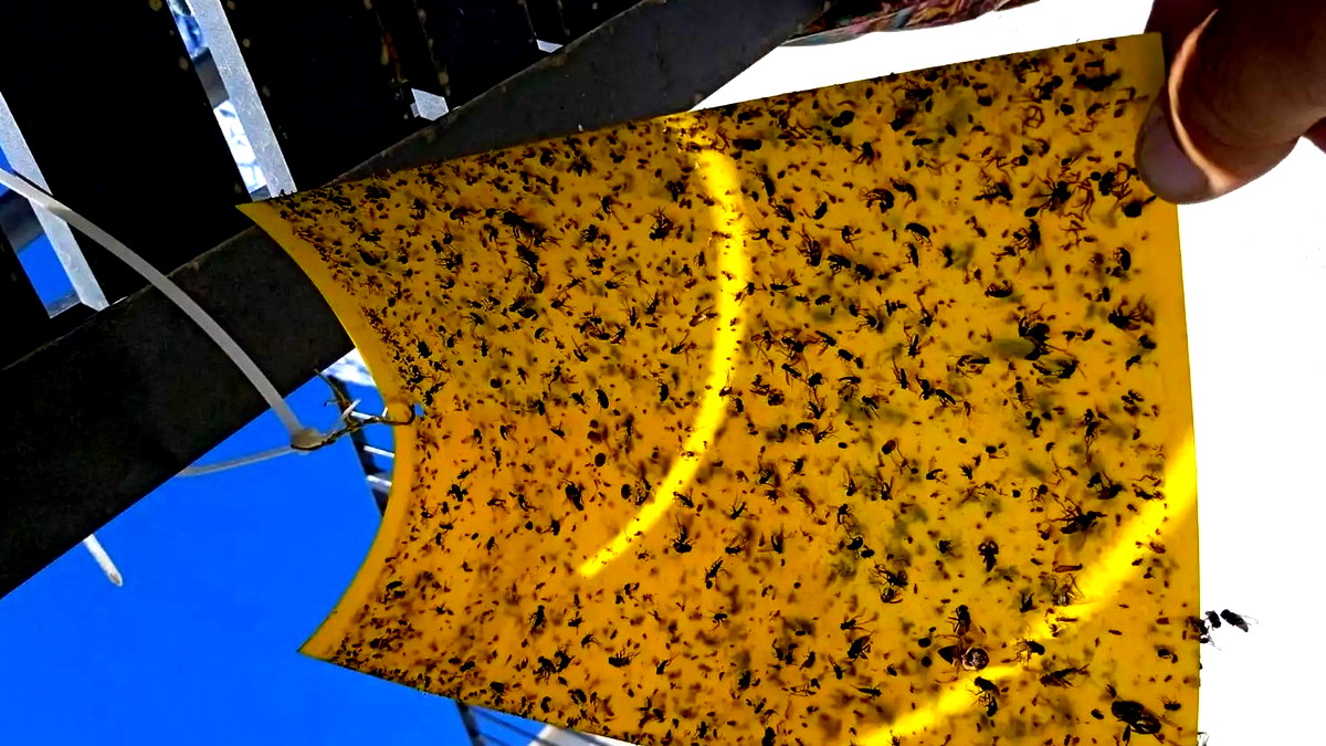 غزو  ذباب مصري لإسرائيل.. مخاوف من ظاهرة واسعة النطاق تحدث لأول مرة