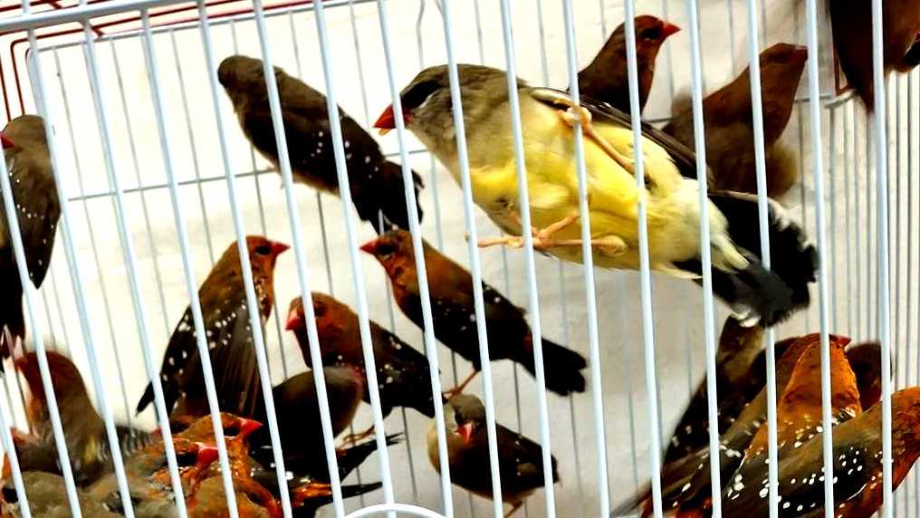 إحباط محاولة تهريب حوالي 100 طائر محميّ في معبر جسر اللنبي