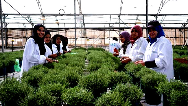 تبرع صندوق "بوعوليم للنهضة" التابع لبنك هبوعليم بمبلغ 3.4 مليون شيكل لجمعية "صندوق الينابيع" لدمج النساء البدويات في سوق العمل