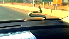 وسط حالة من الصدمة: سائق يتفاجأ بظهور أفعى على الزّجاج الأمامي لمركبته